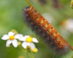 Imagem de Spilosoma Curtis 1825