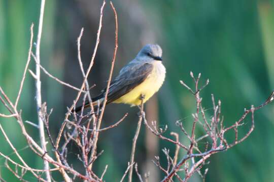 Image of Western Kingbird