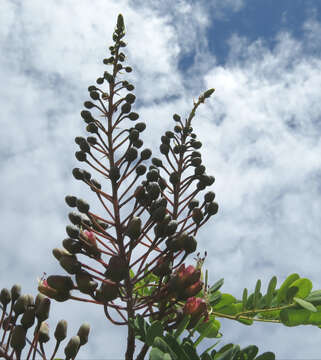 صورة Caesalpinia kauaiensis H. Mann