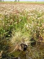 Image of Alkali or Salt Grasses