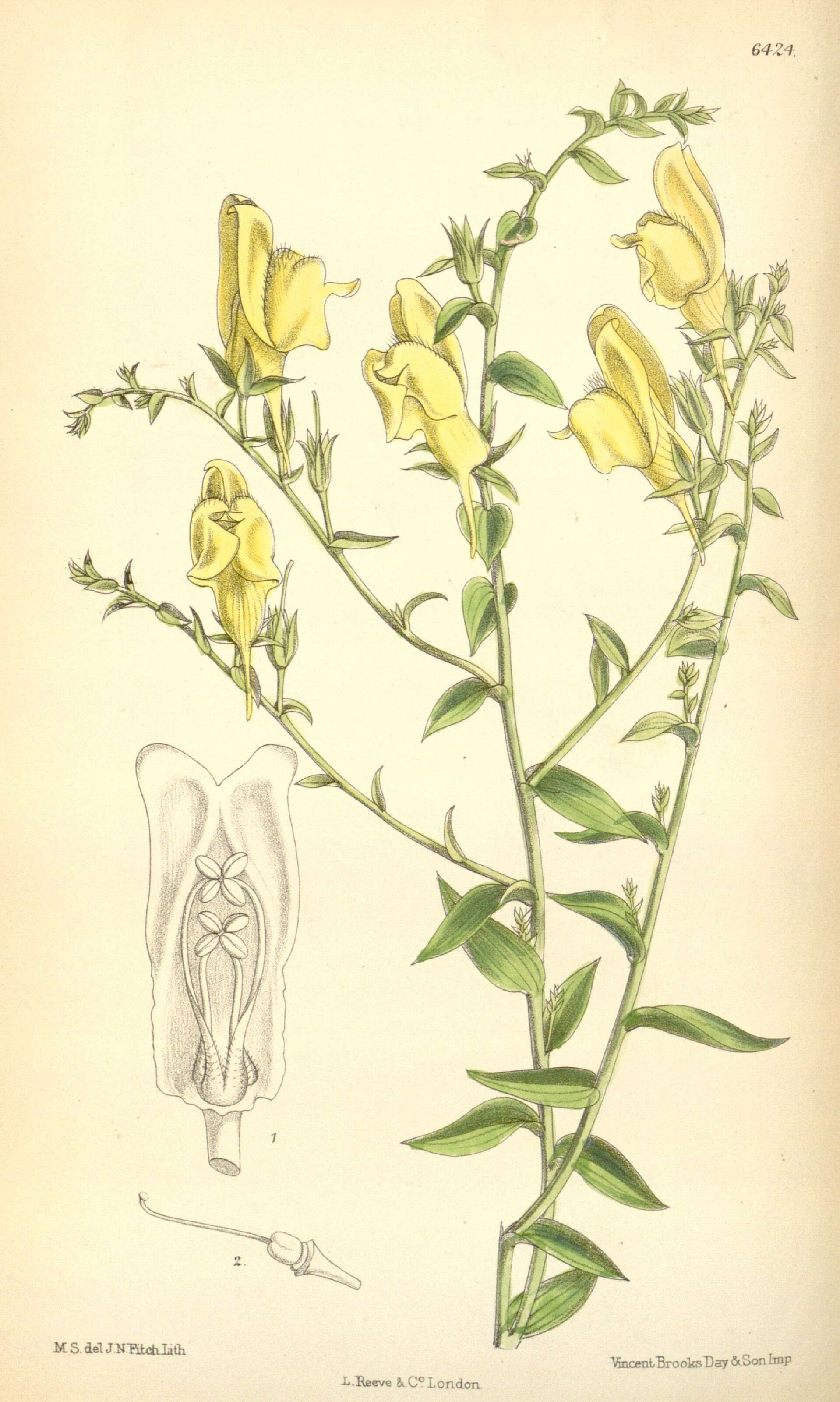 Plancia ëd Linaria dalmatica (L.) Mill.