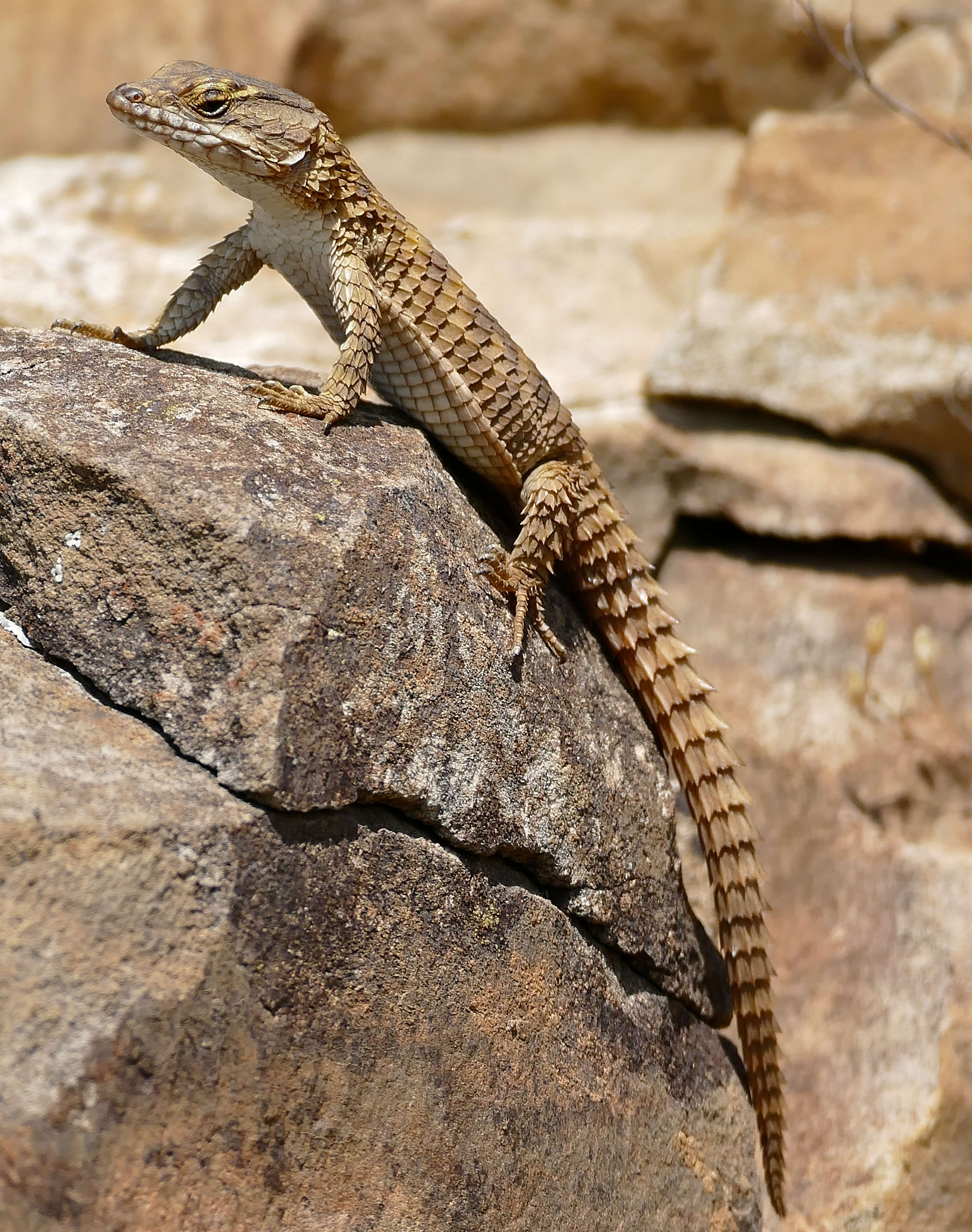 Image of Girdled Lizards