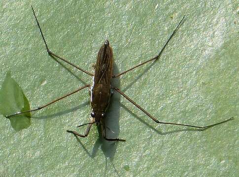 Image of Common pond skater