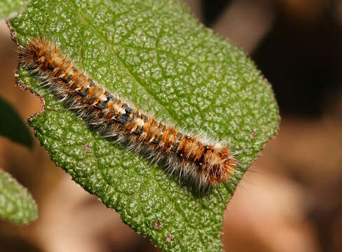 Image de bombyx du chêne