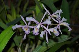 Image of Orchidaceae