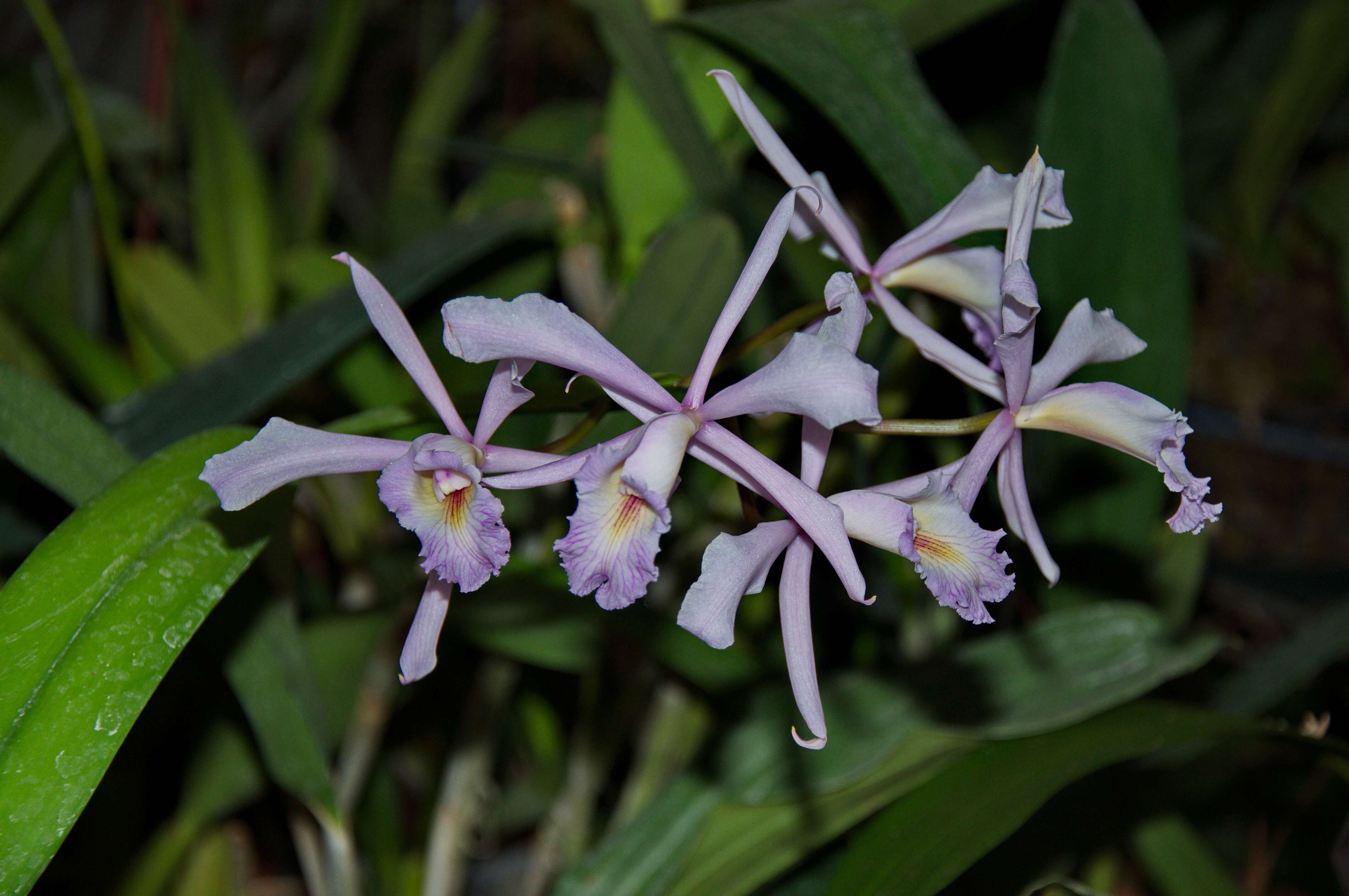 Image de Orchidaceae