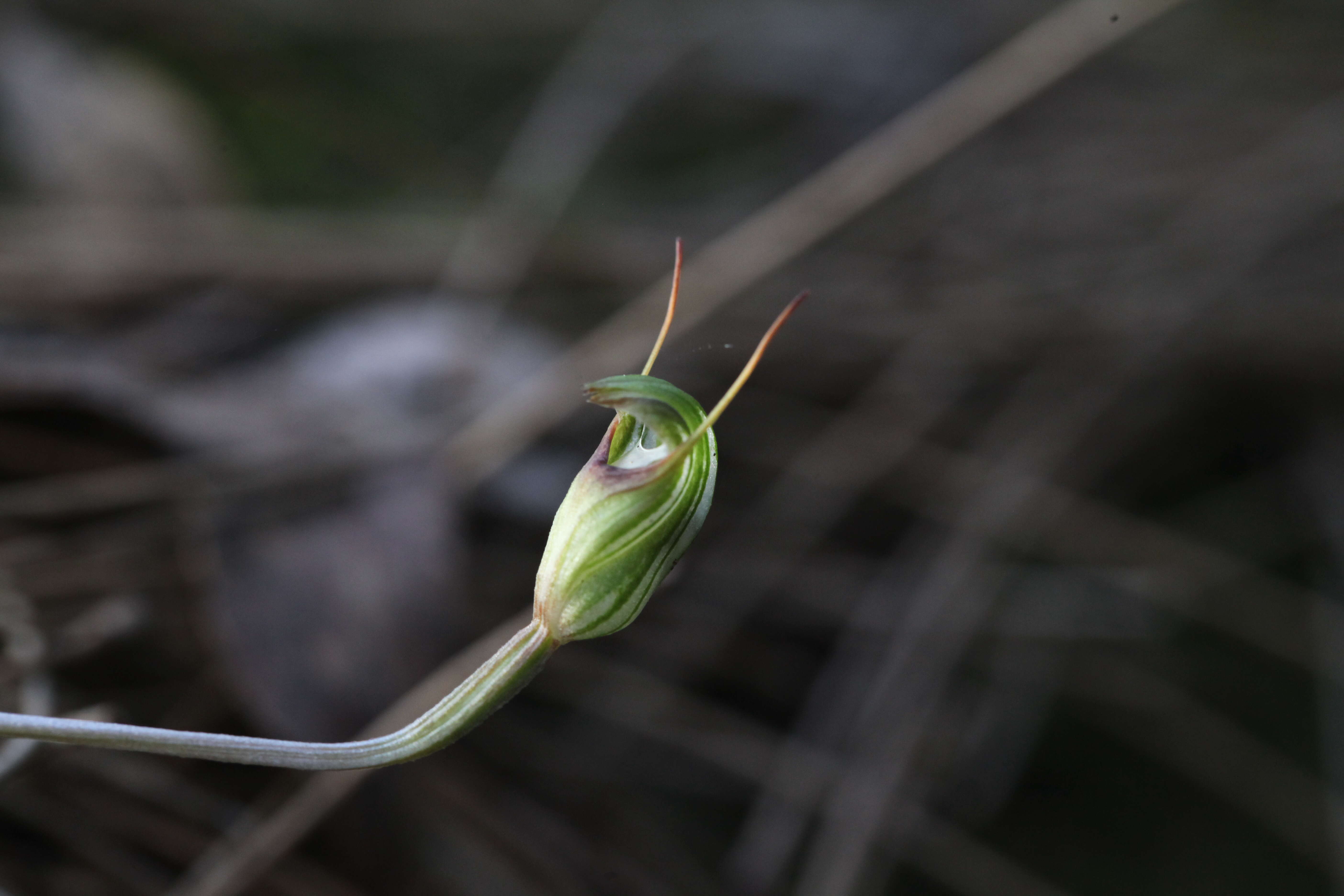 Image of Trim greenhood