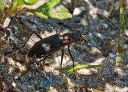 Image of tiger beetles