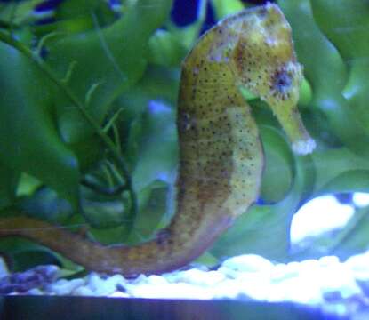 Image of seahorses