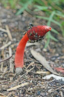 Image of Phallus rubicundus (Bosc) Fr. 1823