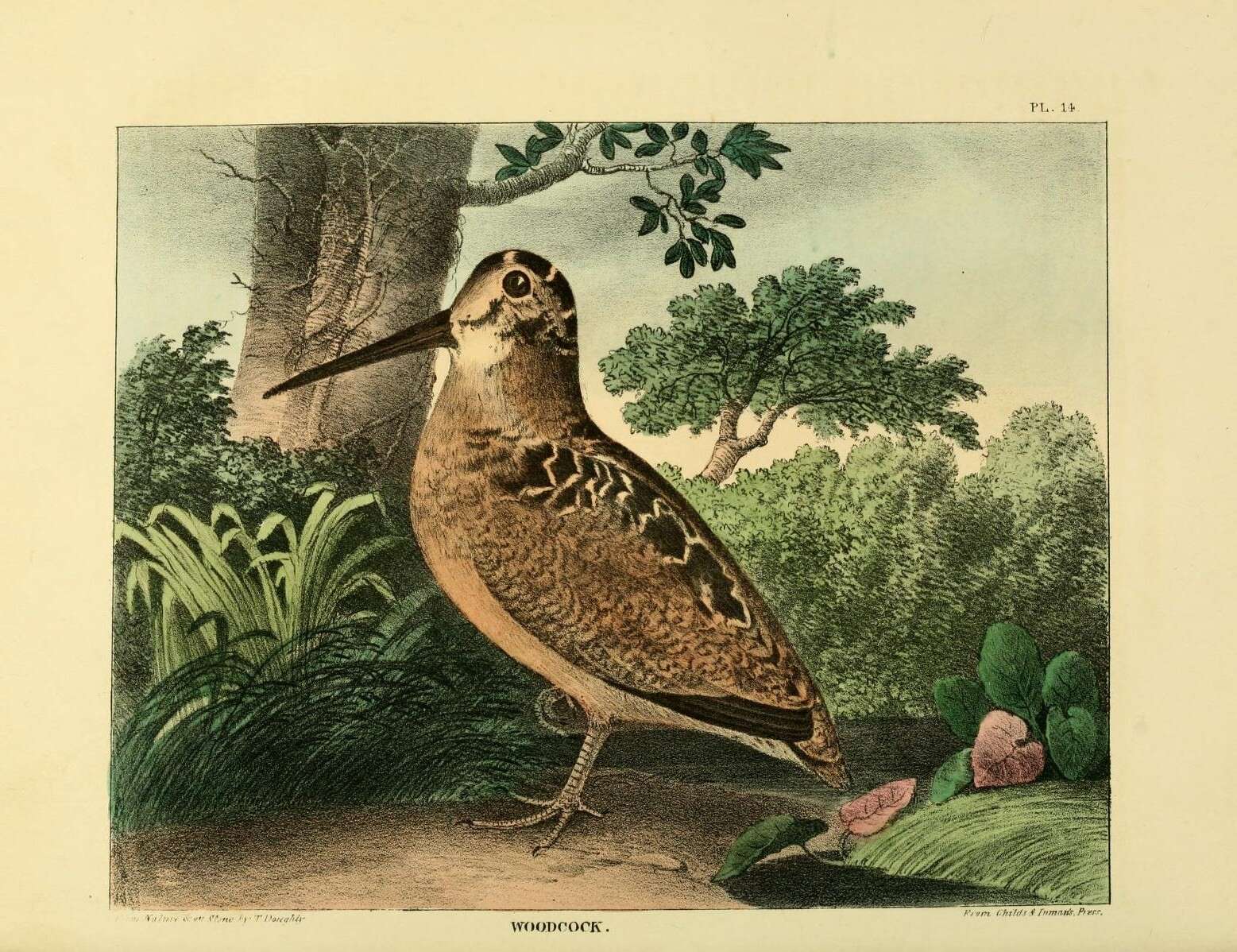 Imagem de Scolopax Linnaeus 1758
