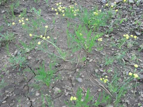 Image of Wasatch desertparsley