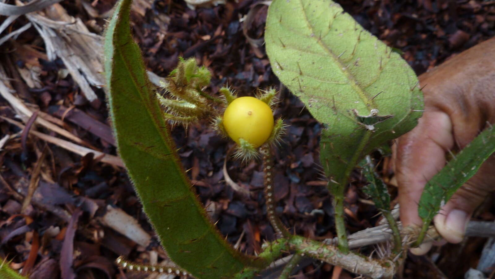 Image of Solanum polytrichum Moric.