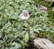 Image of Erodium celtibericum Pau