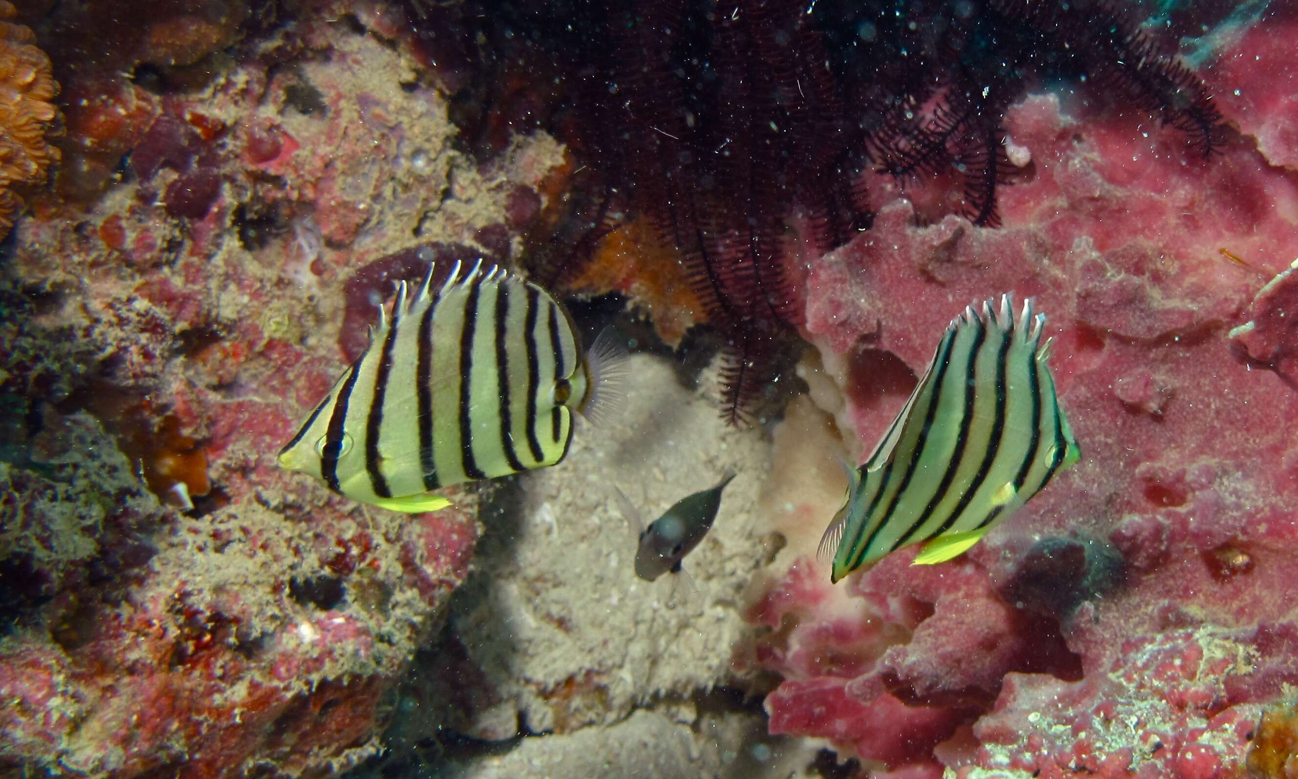 Image of Eight Banded Butterflyfish