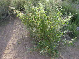 Image of globemallow