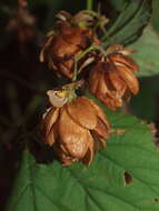 Image of common hop