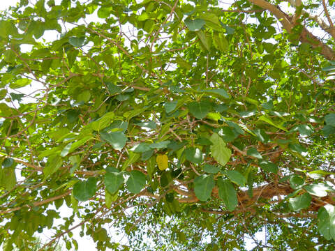 Imagem de Ficus sansibarica Warb.