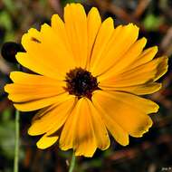 Coreopsis gladiata Walt.的圖片