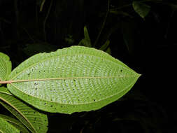 Image of Miconia multispicata Naud.