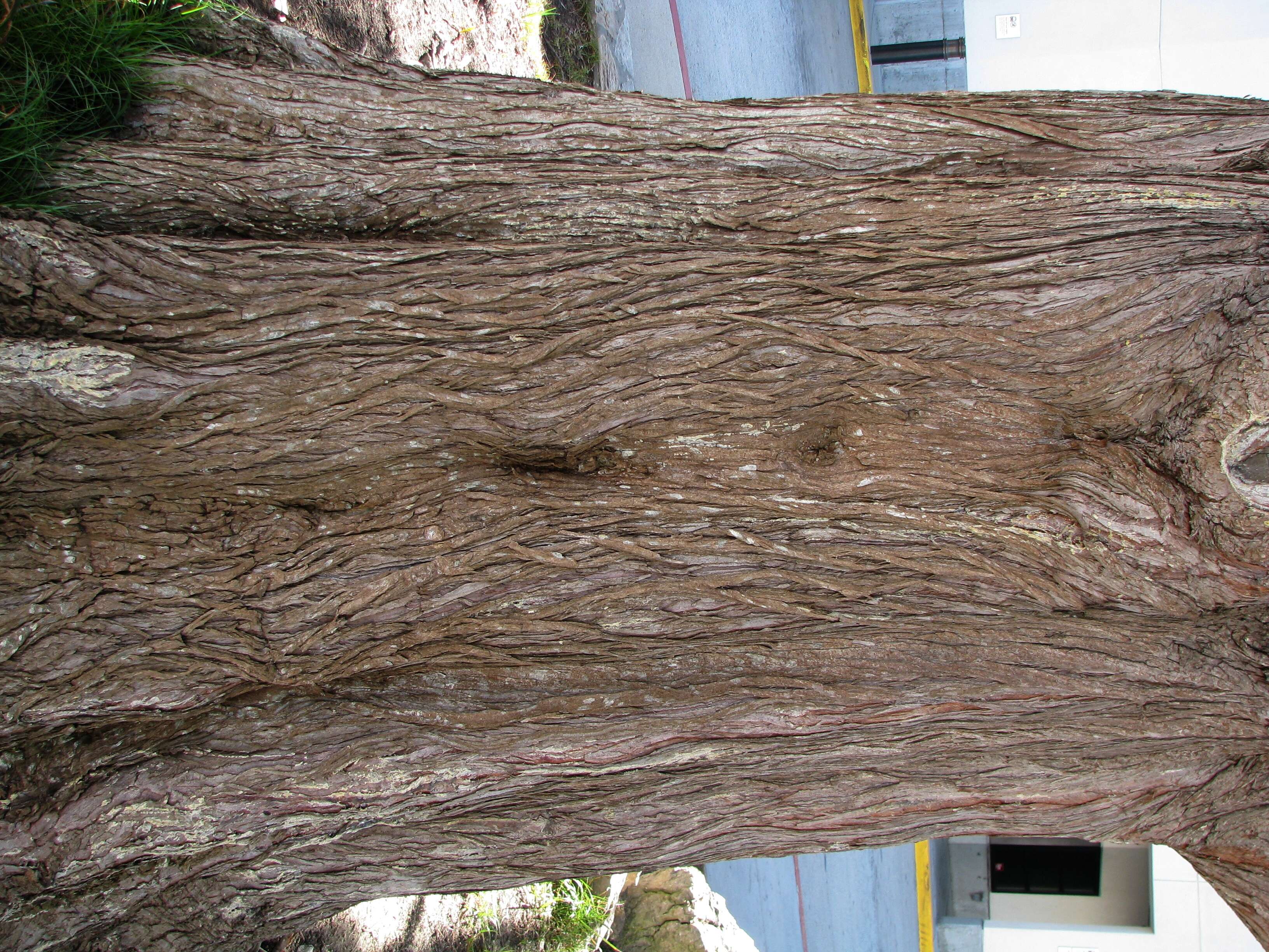 Image of Monterey cypress