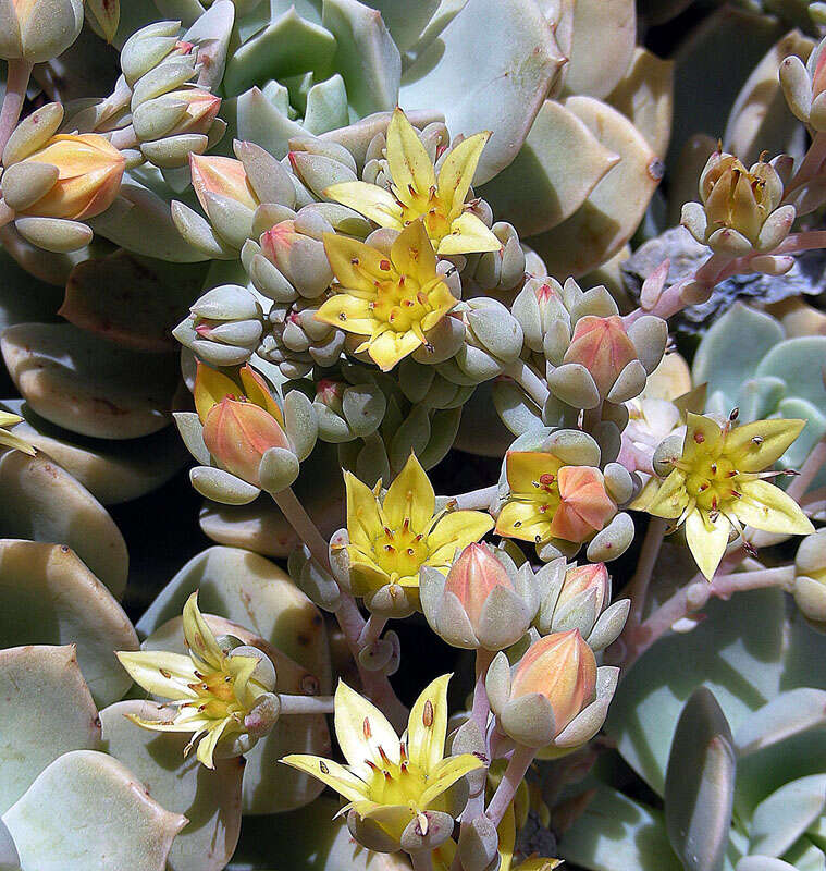 Imagem de Echeveria multicaulis Rose