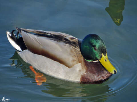 Image of Common Mallard