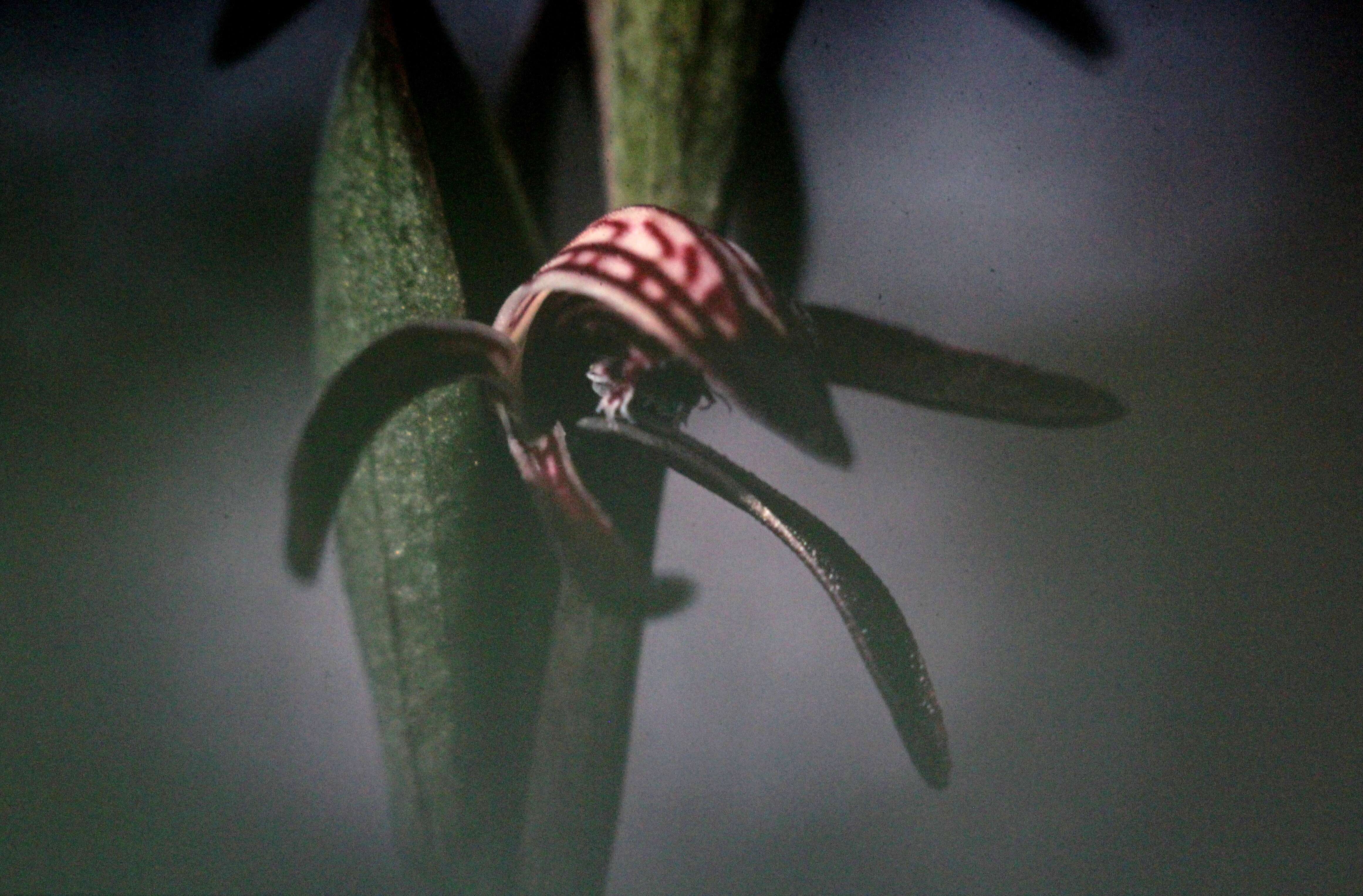 Image of Beak orchids