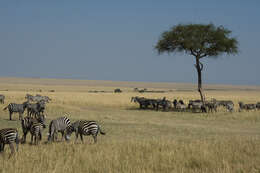 Image of Burchell's Zebra