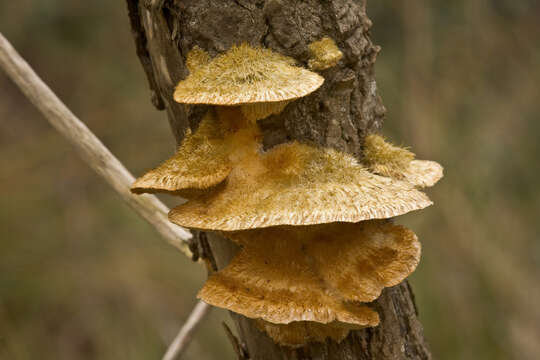 Image of Trametes