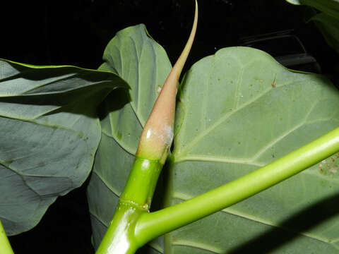 Image of Ficus nymphaeifolia Mill.