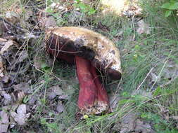 Image of Rubroboletus