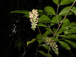 Image of Lophanthera