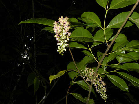 Image of Lophanthera hammelii W. R. Anderson