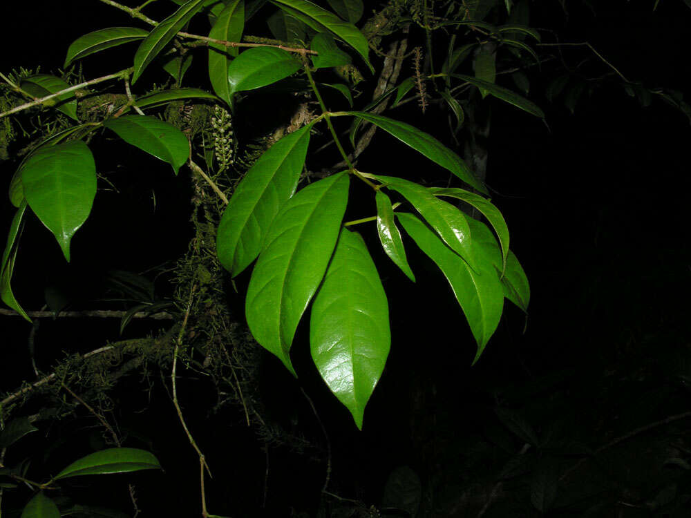 Image of Lophanthera hammelii W. R. Anderson