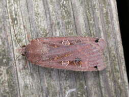 Image of Large Yellow Underwing