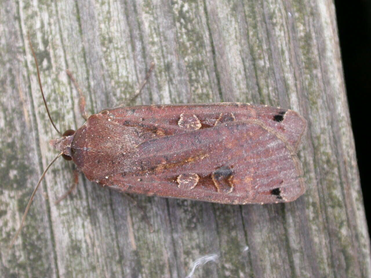 Image of Large Yellow Underwing