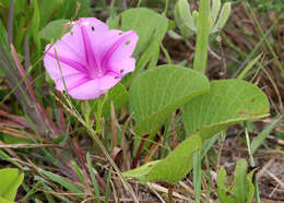 Image of morning-glory