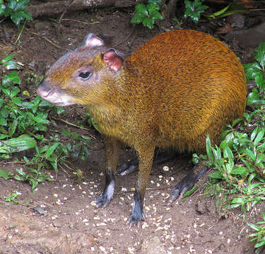 Image of Common agouti