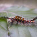 Image of Antique Tussock Moth