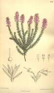 Image of Erica spiculifolia Salisb.