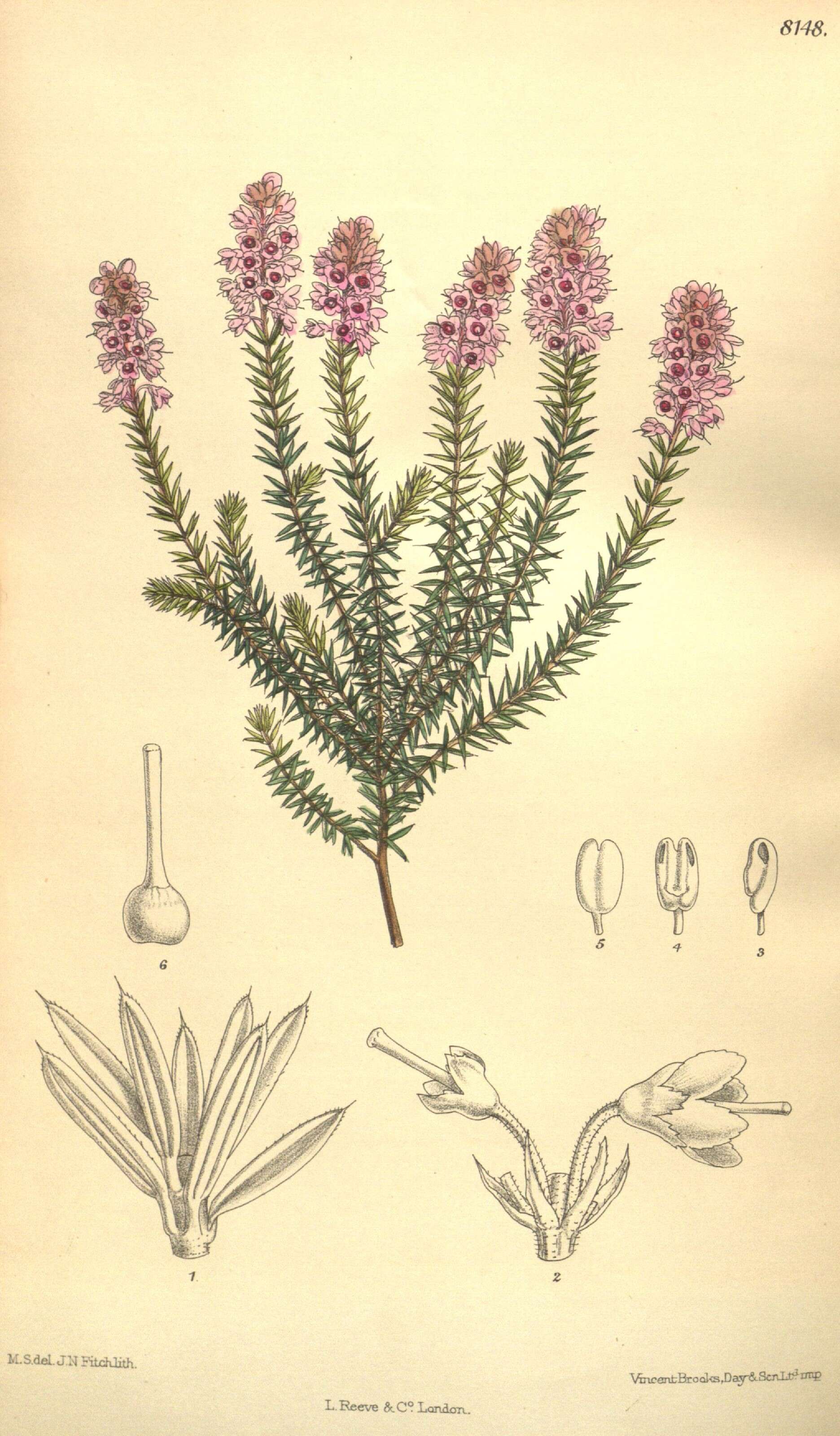 Image of Erica spiculifolia Salisb.