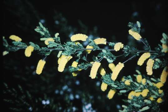 Imagem de Acacia drummondii Lindl.