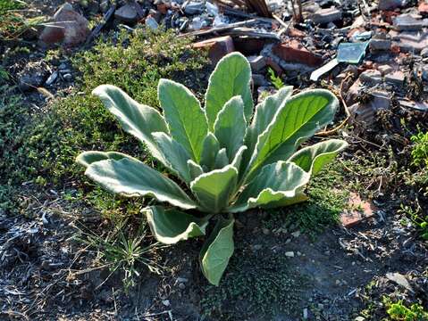 Image of Great Mullein