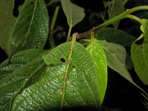 صورة Nectandra reticulata (Ruiz & Pav.) Mez