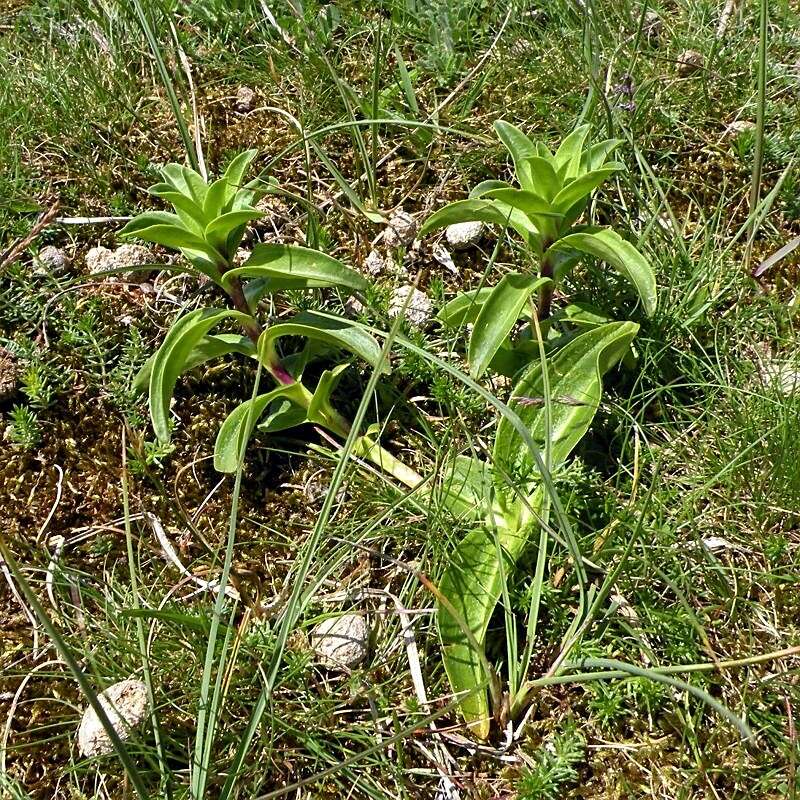 Image of Cross gentian