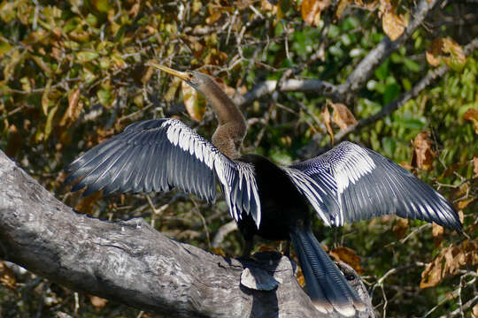 Image de Anhinga d'Amérique