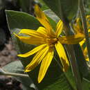 Image of woolly mule-ears