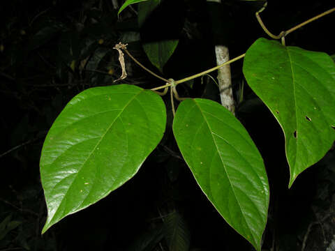 Image of South American Amazonvine