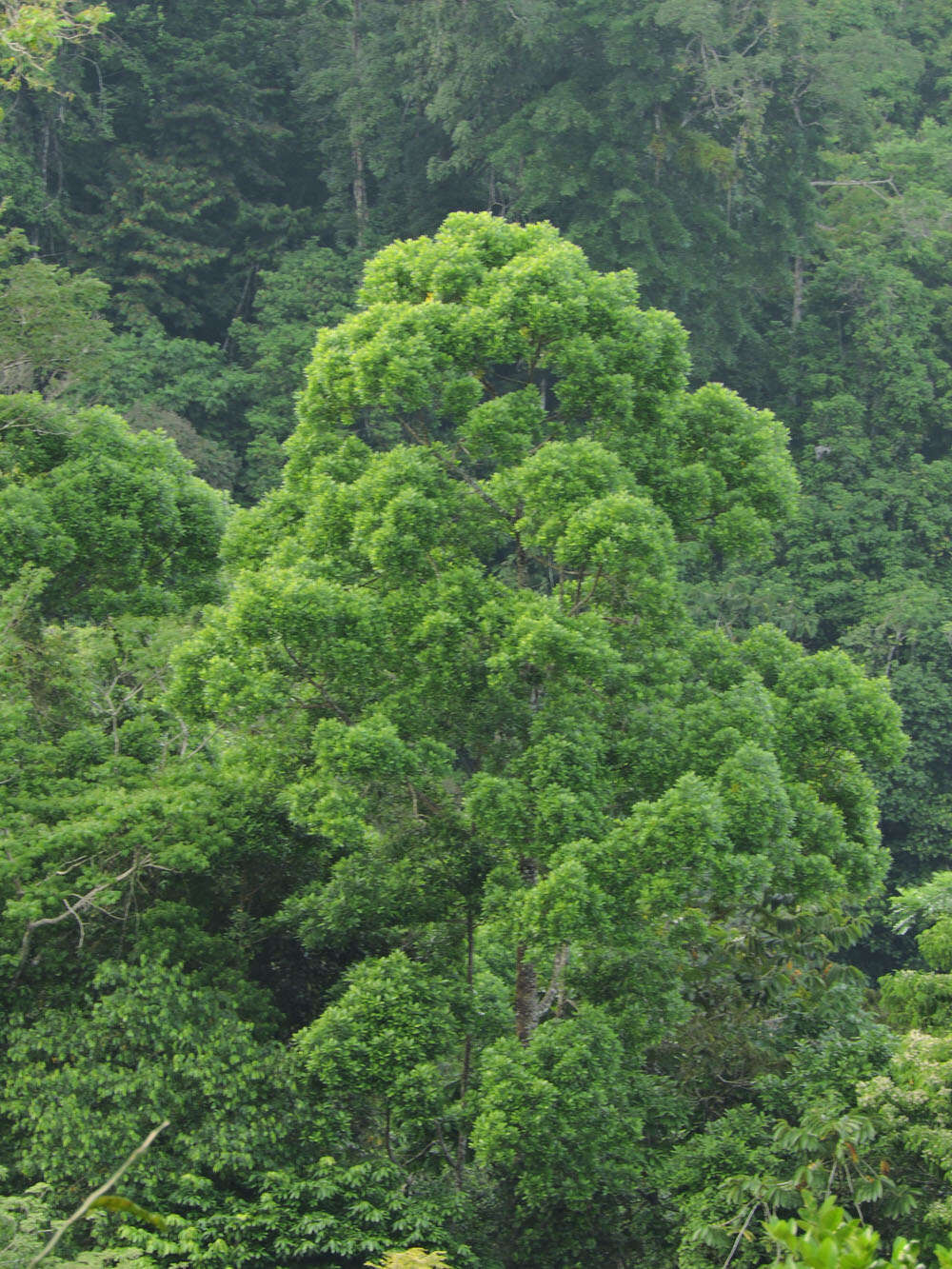 Слика од Vochysia guatemalensis J. D. Smith